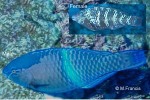 Enlarged Image of 'Scarus schlegeli'
